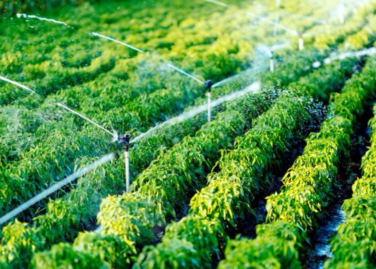 Israel transformó la escasez de agua y las tierras áridas en innovación agrícola