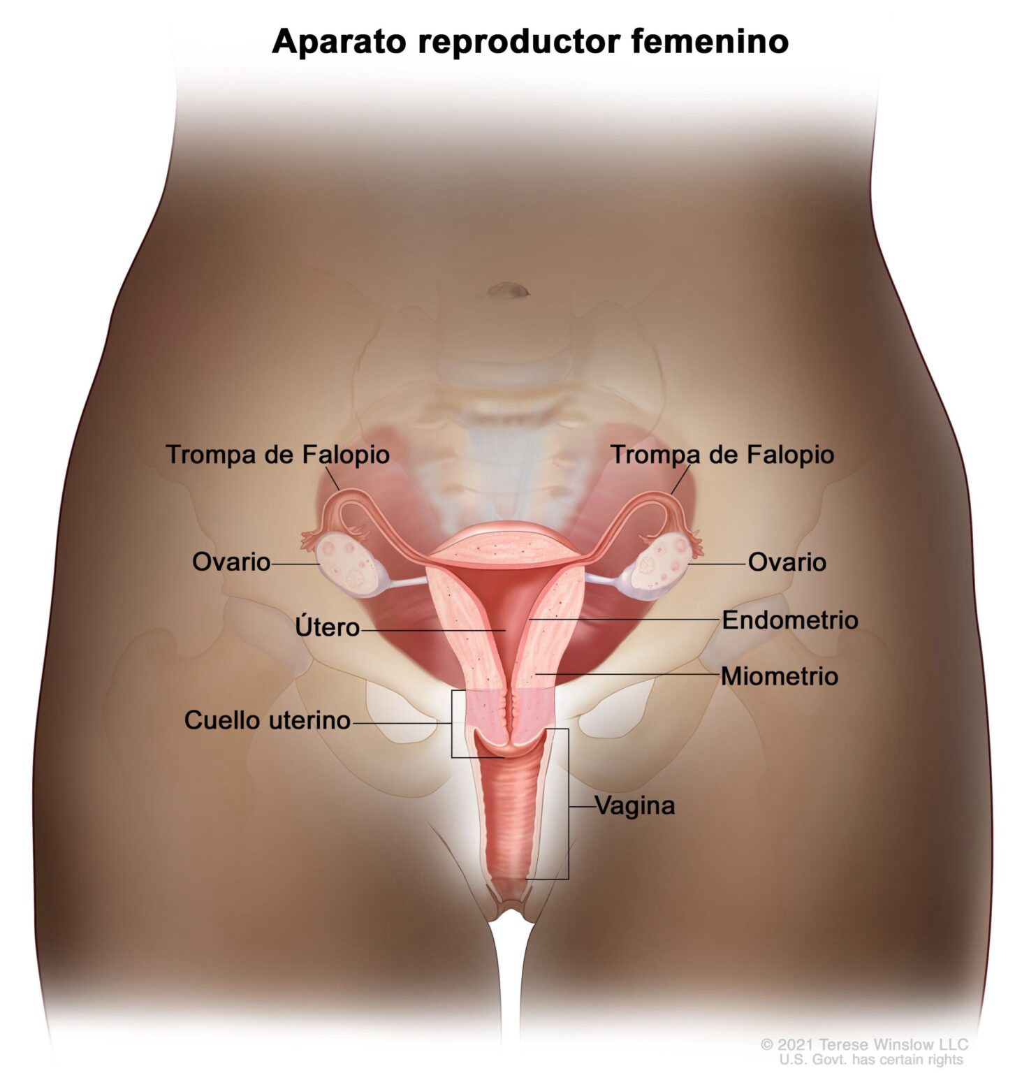 Salud Colectiva registra que el cáncer de cuello uterino es el menos frecuente con 4% de casos en EE.UU