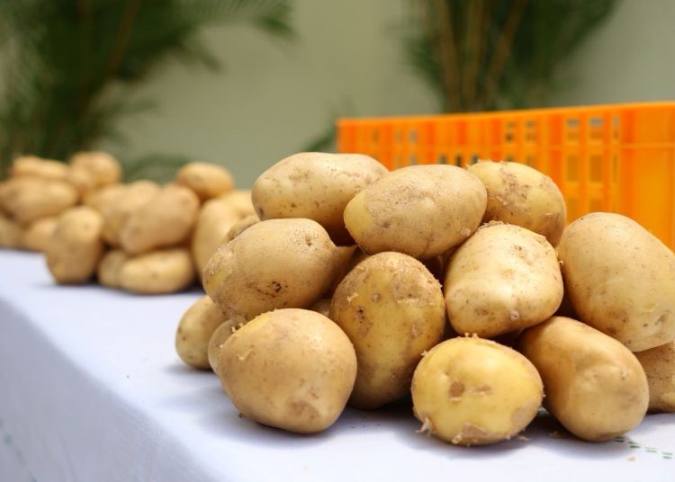 Uso de la tecnología transforma el cultivo de papas en Constanza