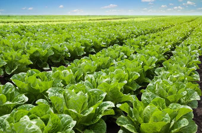 Científicos logran que plantas produzcan proteína clave del sabor de la carne