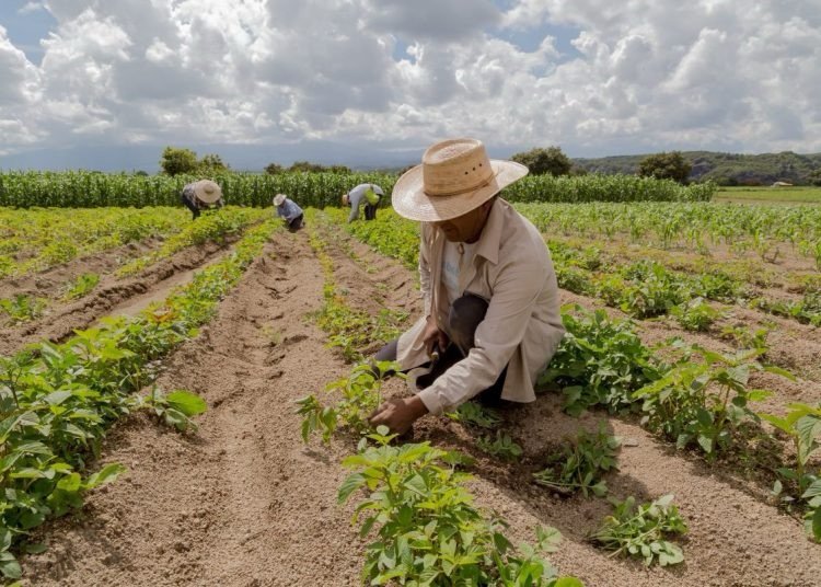 La adaptación climática obliga a cambiar el manejo de los cultivos
