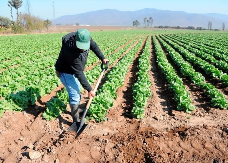 ¿Está el cambio climático moviendo el mapa agrícola?