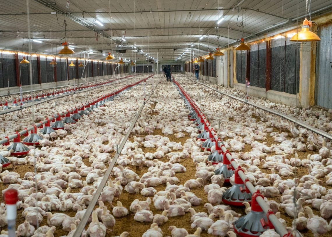 La ADA reporta aumento de producción avícola y advierte presión por mayores costos