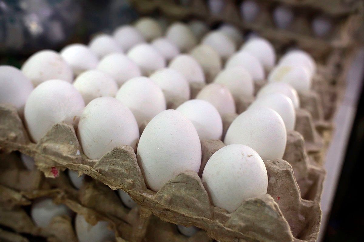 Producción y consumo de huevos crecen más en República Dominicana