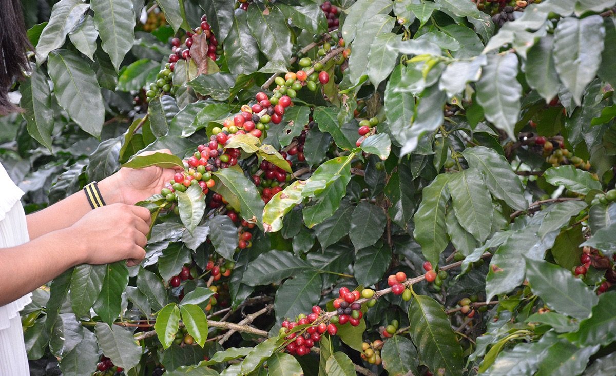 Plataforma permitirá comprar café dominicano directo a pequeños productores