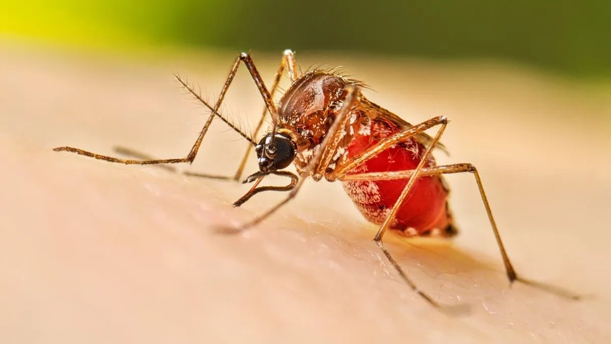 Salud Pública alerta sobre riesgo de dengue por clima y circulación de DENV-2