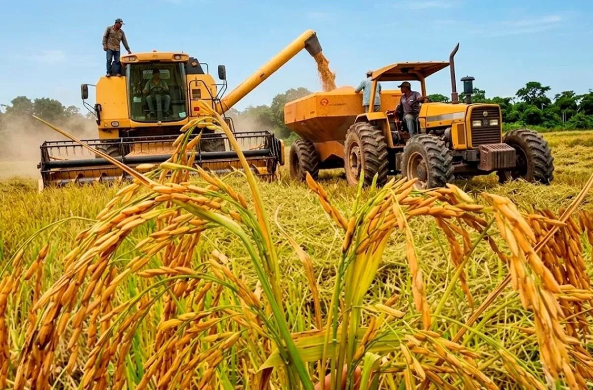 Arroceros advierten que no pueden competir con EEUU: “Un tractor cuesta igual que un Mercedes Benz”