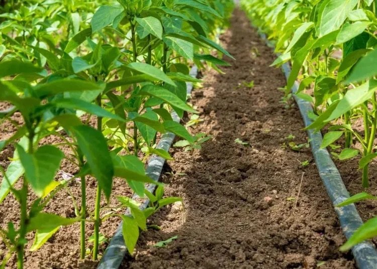 El 73.5% del área sembrada en RD depende de las lluvias
